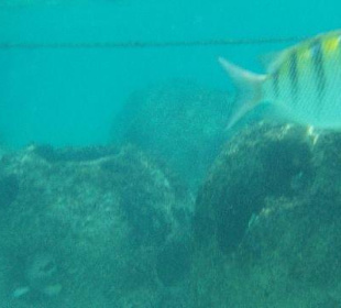 Fische am "Hausriff"