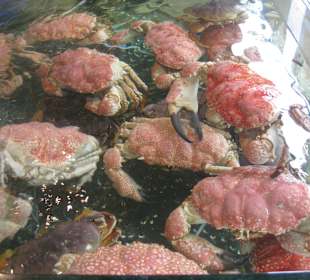 Frische Meerestiere in den Restaurants