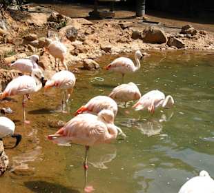 Flamingos