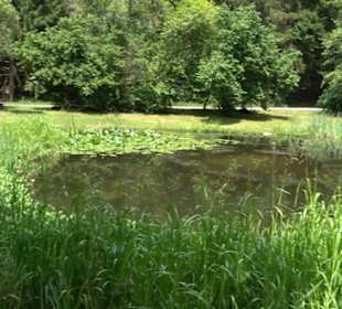 Froschteich