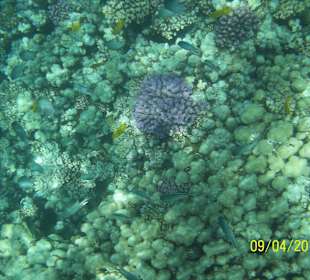 Море - подводный мир