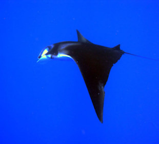 Manta - Zeit am Hausriff
