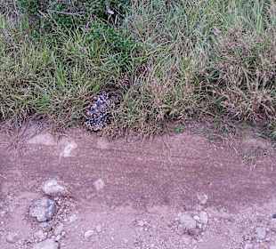 Sarova Salt Lick Game Lodge