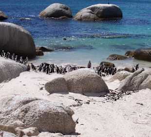 Na plaży w Simonstown