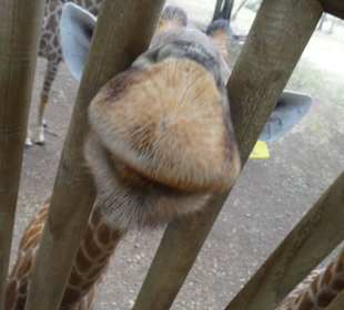 Tierwelt Casela - KNUUUTSCH