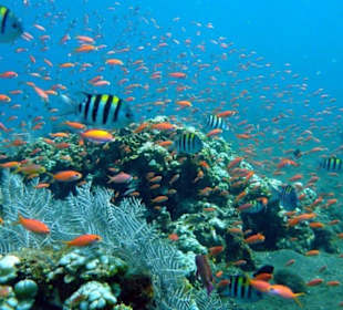 Das Amedcafe Hausriff