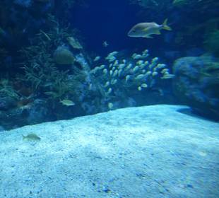 Im Aquarium