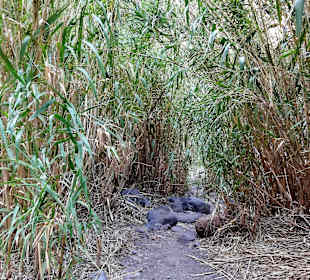 Auf dem Grund der Masca-Schlucht