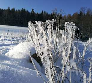 Wandern Drachselsried