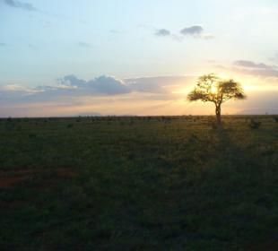 Sonnenuntergang im Tsavo Ost