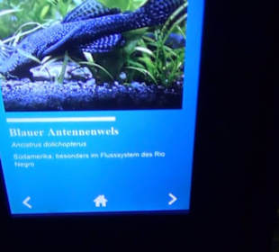 Niedersächsisches Landesmuseum