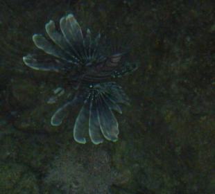 Rotfeuerfisch bei Nacht