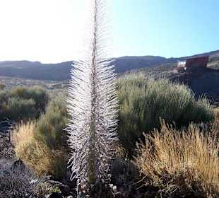Im Nationalpark Pico del Teide