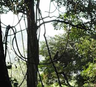 Raja Wasala Park - Wace Park