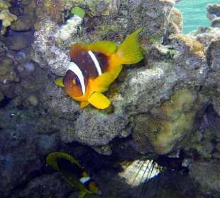 Clownfish