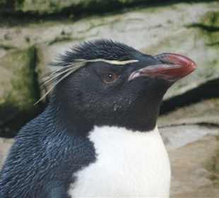 Pinguin