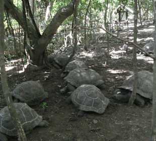 Die Riesenschildkröten