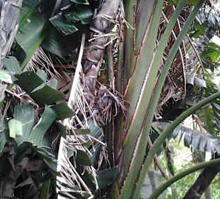 Botanischer Garten Kirstenbosch