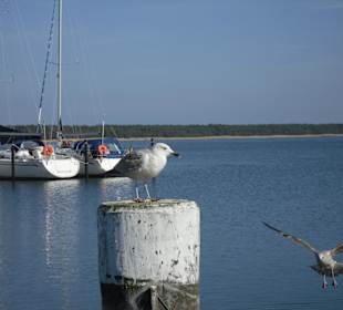 Möwen am Hafen