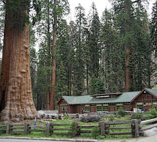 Museum Sequoia