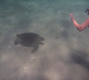 Schildkröte beim Ausflug