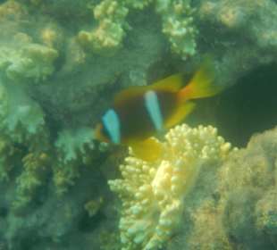 Rybki w morzu przy plaży