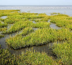 Landgewinnungszone im Wattenmee