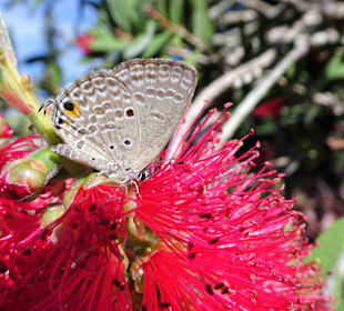 Schmetterling im Botanischen Garten Mascarin