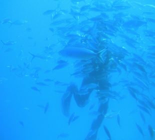 Taucher füttert Fische