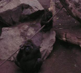 Gorillas im Pongoland