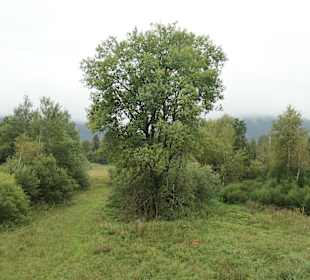 Unterwegs auf dem Moor-Erlebnis-Pfad von Inzell 