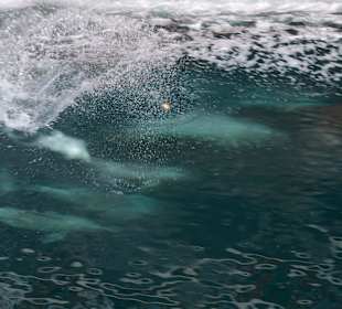 Heiko sei Dank Bilder Oman Fjord Dhaufahrt