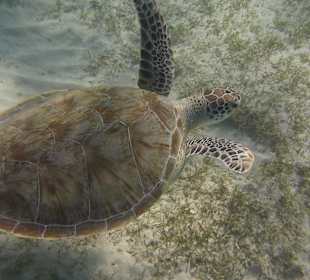 Schildkröte in der Lagune
