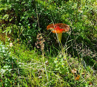 Wandern Mitterfirmiansreut