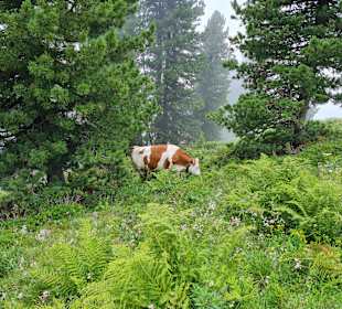 Wandern Zell am Ziller