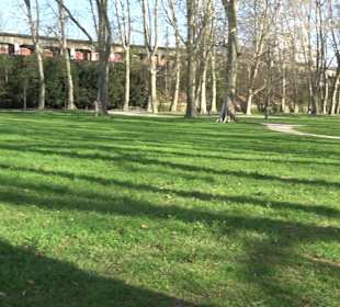 Historische Platanenallee im Unteren Schloßgarten