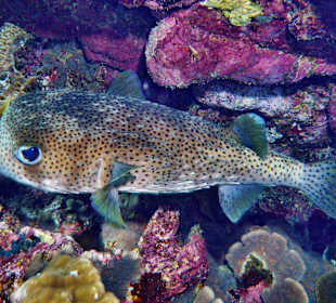 Gepunkteter Igelfisch