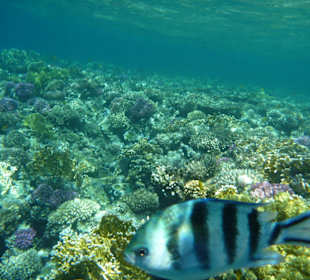 Korallengarten