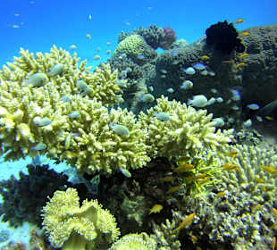 Tauchbasis Ilios Dive Club Steigenberger Al Dau Resort Hurgh