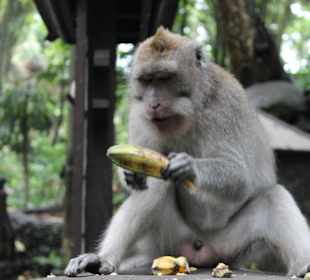 Sacred Monkey Forest Sanctuary