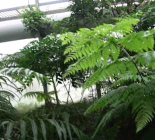 Subtropenhaus