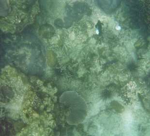 Phi Phi Leh Unterwasserwelt