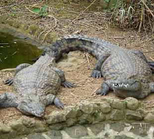 Vanille Crocodile Park