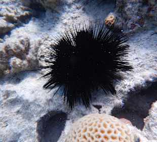 Beim Schnorcheln an der Insel