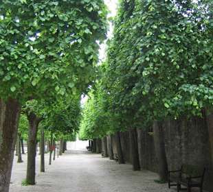 Die Bäume im Park im Mai.