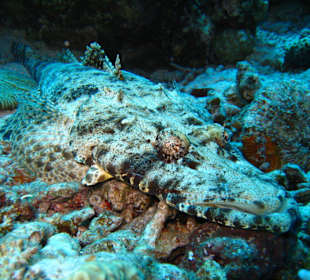 Krokodilfisch