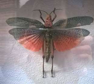 Wystawa najpiękniejszych, wyselekcjonowanych motyli