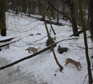 Freilichtmuseum Skansen