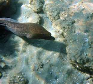 Schnorcheln Abu Dabbab