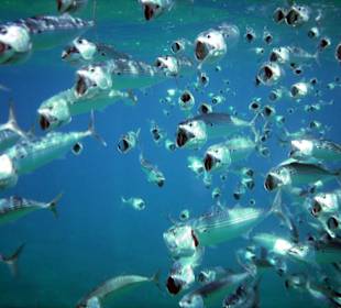 Klasse diese Fische zu beobachten